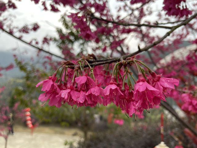 大埔瑞山度假村。
