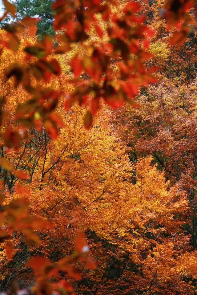 ภูเขาซีชวนกวางอู่ซาน | พาเลทสีที่หกกระจาย