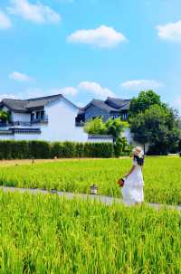 不用去大理！廣東也有自己的「喜洲稻田」。