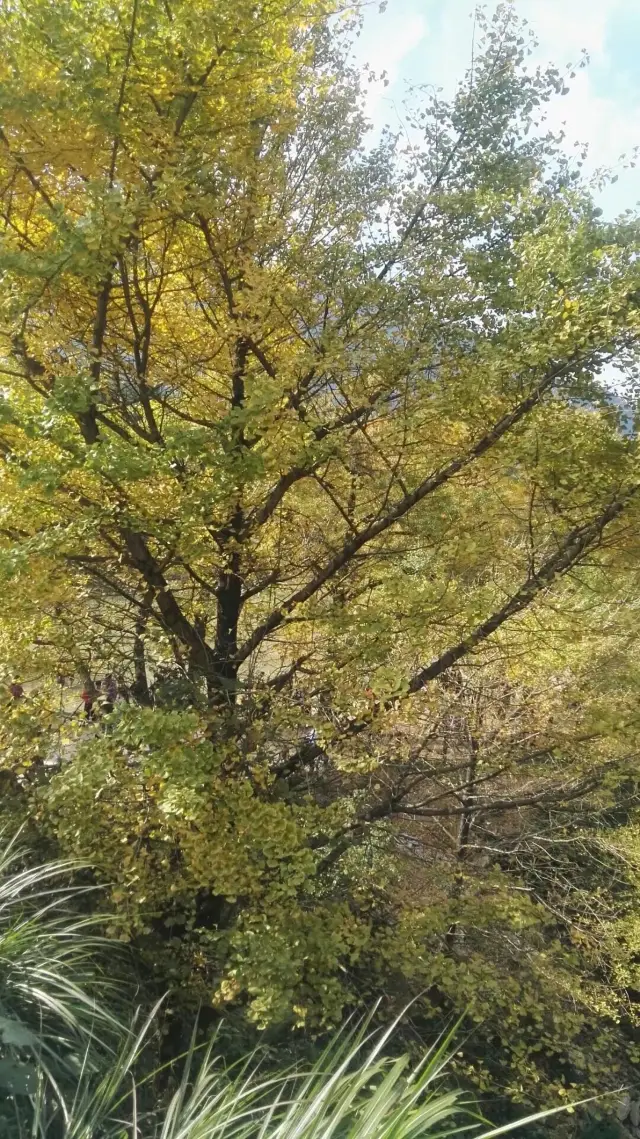 Yongzhou Tongzi'ao Scenic Area, Cen Tianhe Reservoir, and Panwang Temple.