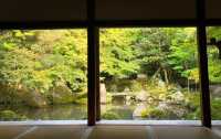 叡山電鐵「瑠璃光院」的途中可以去|蓮華寺。