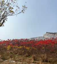 荒野紅葉，異星礦場。
