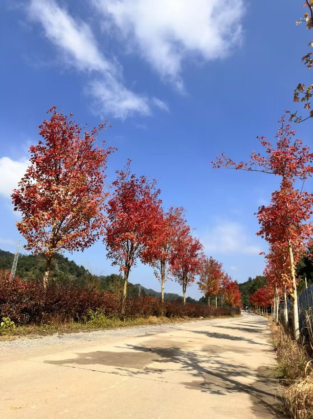 韶關嶺南紅葉世界。