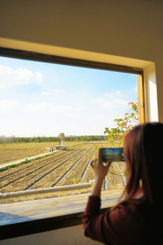 不敢相信上海也有喜洲版麥田就在李窯村。 不敢相信上海也有喜洲版麥田就在李窯村。