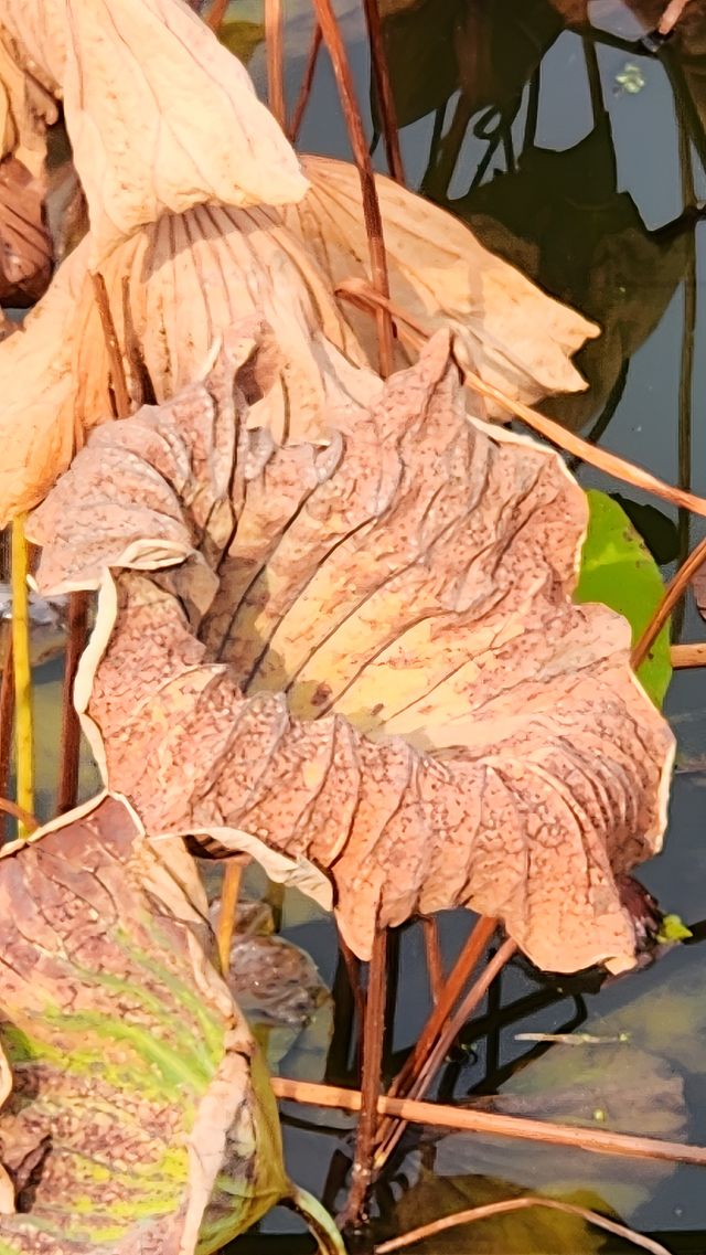 秋色暈染了豐慶公園的眉梢。