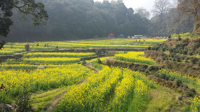 油菜花田裡的悠悠鄉愁。