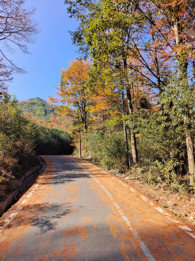 絕美賞秋勝地‖金錢松森林公園。