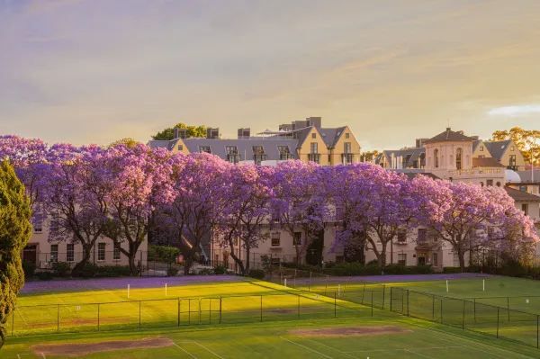 Announcing the Most Beautiful Jacarandas in Sydney!