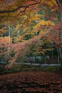 Kyoto To-ji Temple 