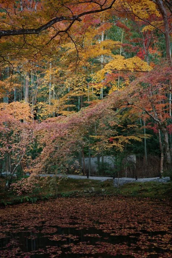 Kyoto To-ji Temple 
