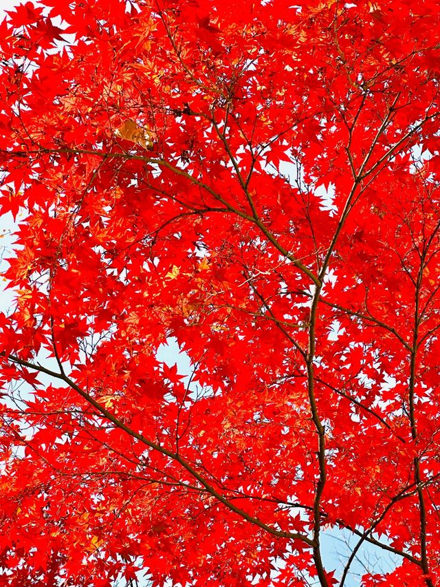 驚艷！友誼賓館紅楓必成頂流！