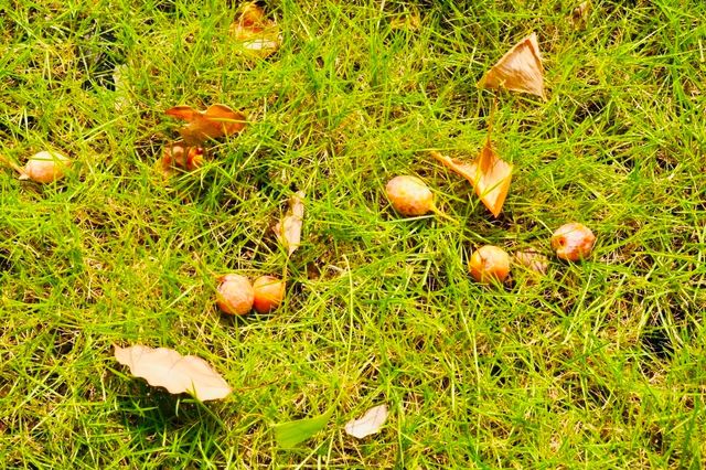 文化廣場除了看劇,還有銀杏。 文化廣場除了看劇,還有銀杏。