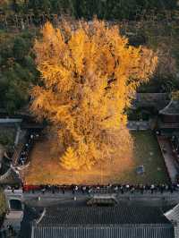 古觀音禪寺千年銀杏攻略：錯過等一年。