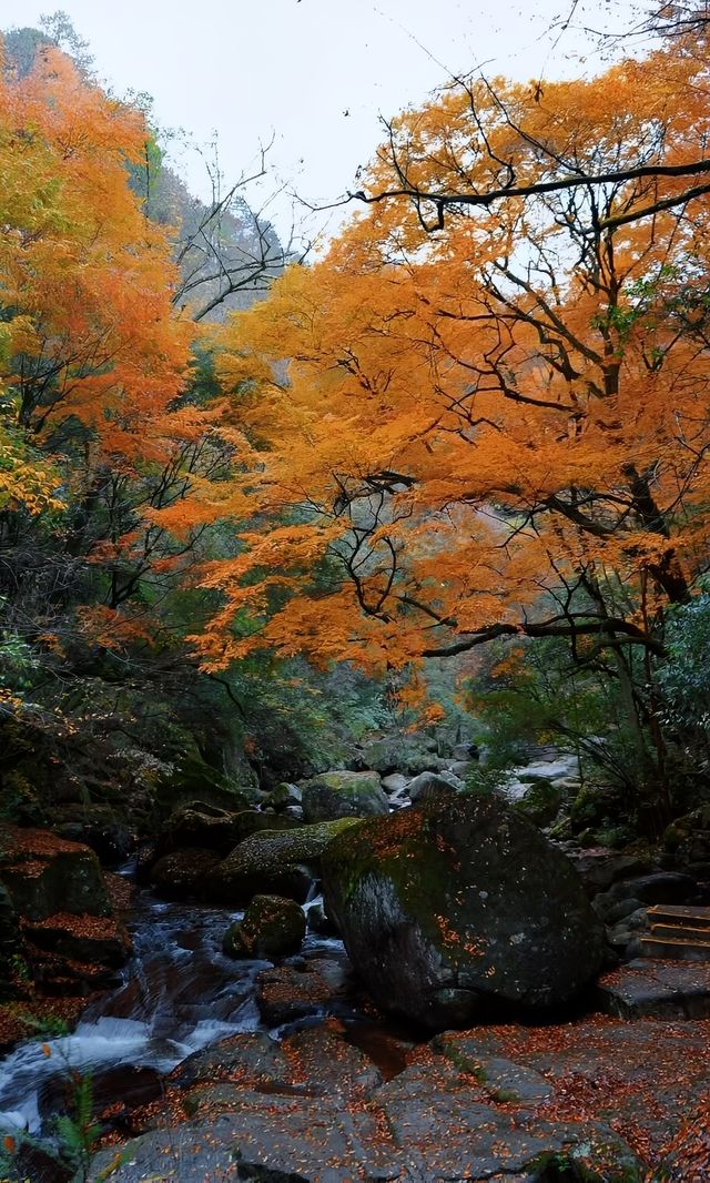 光霧山超詳細攻略 | 紅葉盛景一網打盡。