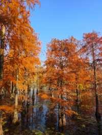 南京池杉湖濕地公園～最佳觀賞路線