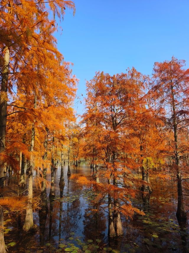 南京池杉湖濕地公園～最佳觀賞路線
