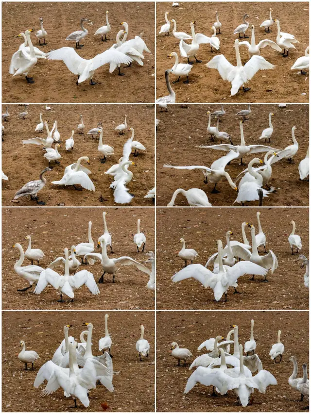 Qingdao-Weihai-Yantai | Real Hot Spring Experience, Your Friends Will Love It!