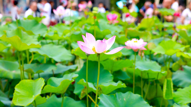 來到成都了，怎能不去人民公園逛逛呢