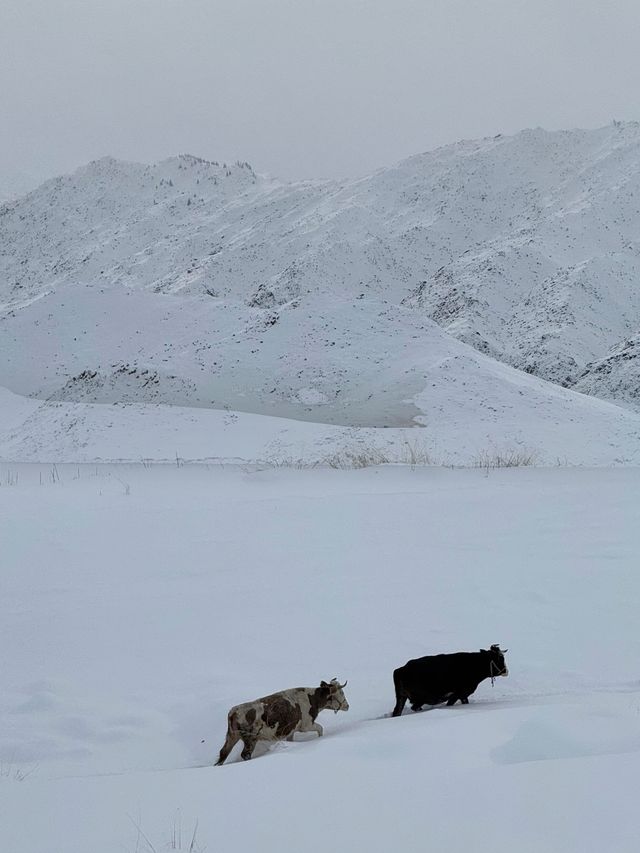 可可托海的冬日綺夢，每一幀都美到心顫