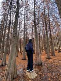 昆明海洪濕地公園——落羽紅杉