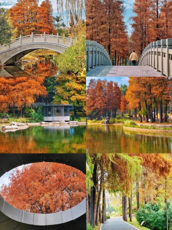 深圳·四海公園落羽杉，美如油畫世界