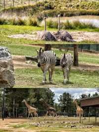 誰沒抱過樹熊的坎培拉國家動物園