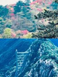 它的美很難拒絕