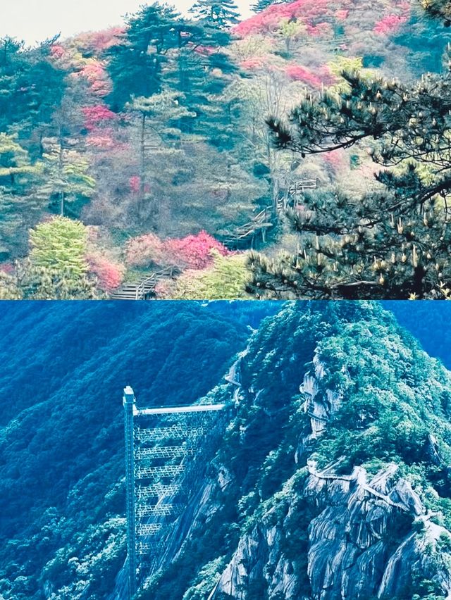 它的美很難拒絕
