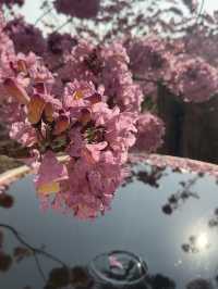 江門綠美生態園🌸 漫山遍野的紫風鈴花海，快來衝！