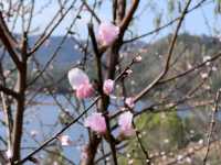 2月華南迎來桃花盛開