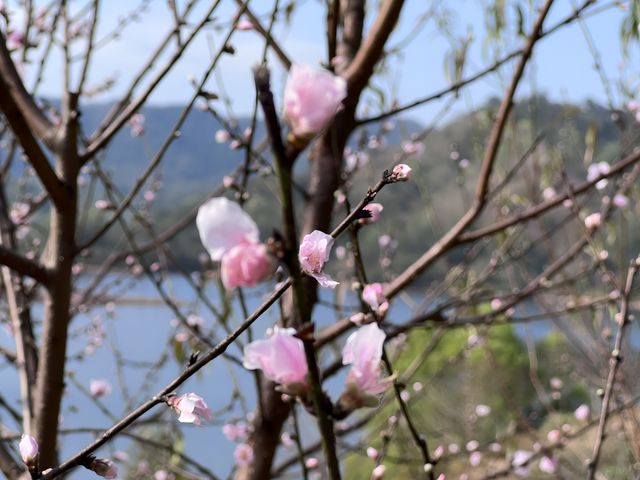 2月華南迎來桃花盛開