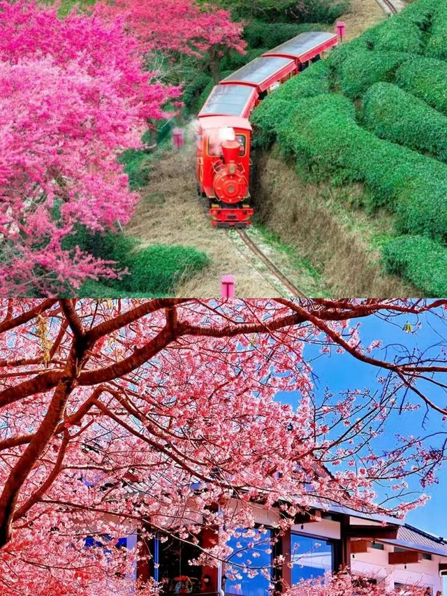永福受罪已回，要去的姊妹慎重。