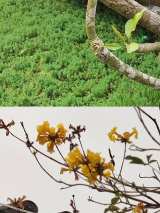 Explore the Millennium Han Culture Park in Beihai, Guangxi