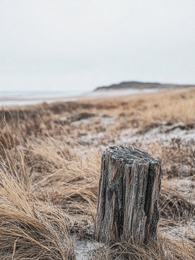 Indiana Dunes State Park 