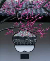 2月17日實拍南京雨花台梅崗梅花已上線今年
