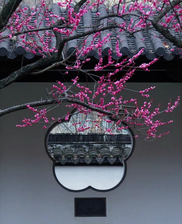 2月17日實拍南京雨花台梅崗梅花已上線今年