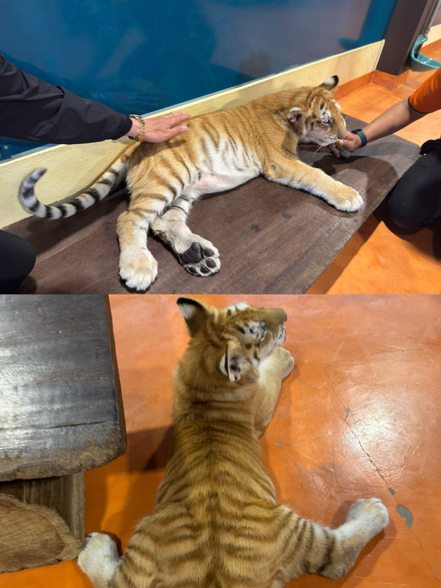 跟奶爸環球旅行 | Tiger Kingdom 