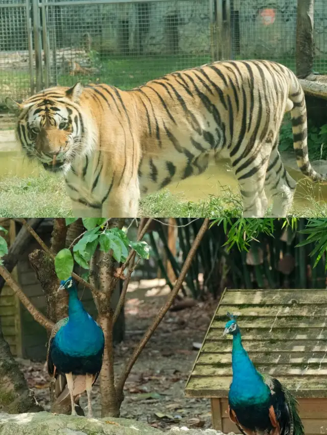 甚麼？90%去貴陽黔靈山的人都走錯門了！