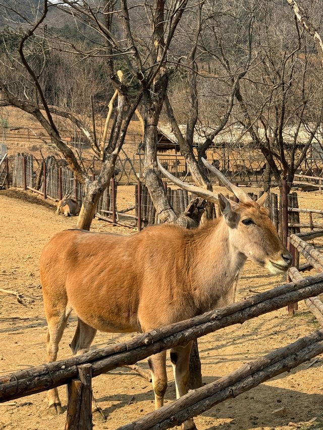 青島森林野生動物園 | 交通+遊玩亮點全攻略 ！