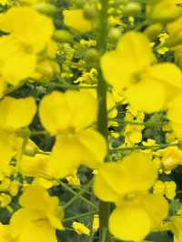 江浙滬衢州觀賞油菜花好去處