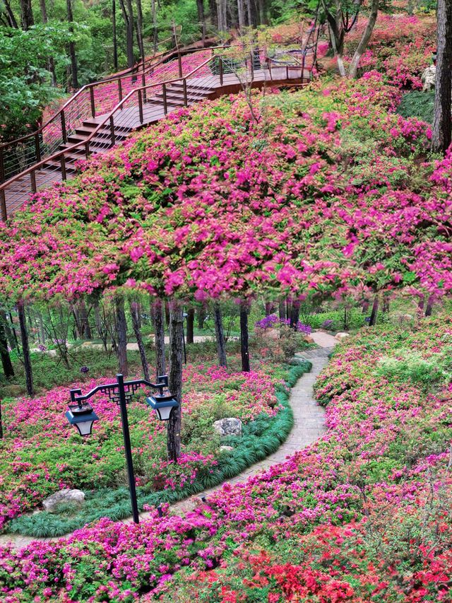 比起太子灣，杭州這個莫奈花園更令我期待到尖叫