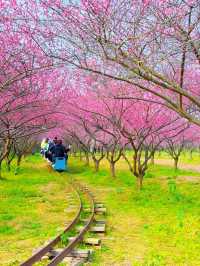 三生三世十里桃花園，現實走走一次吧 