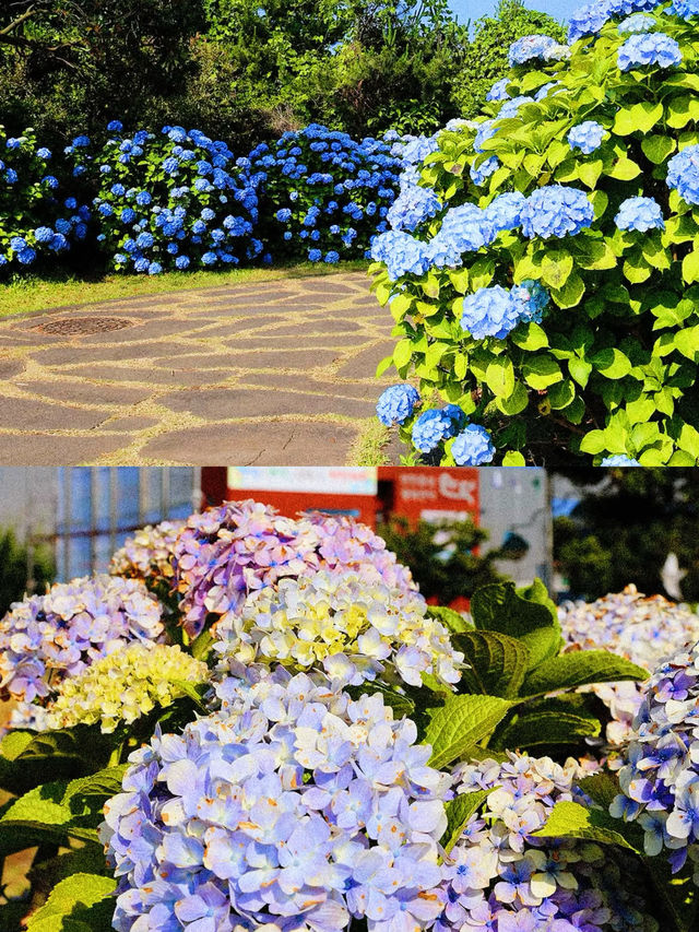 春日繡球花地圖：濟州島篇