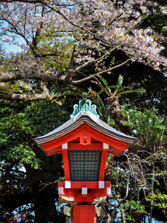 東京賞櫻｜賞櫻勝地推介