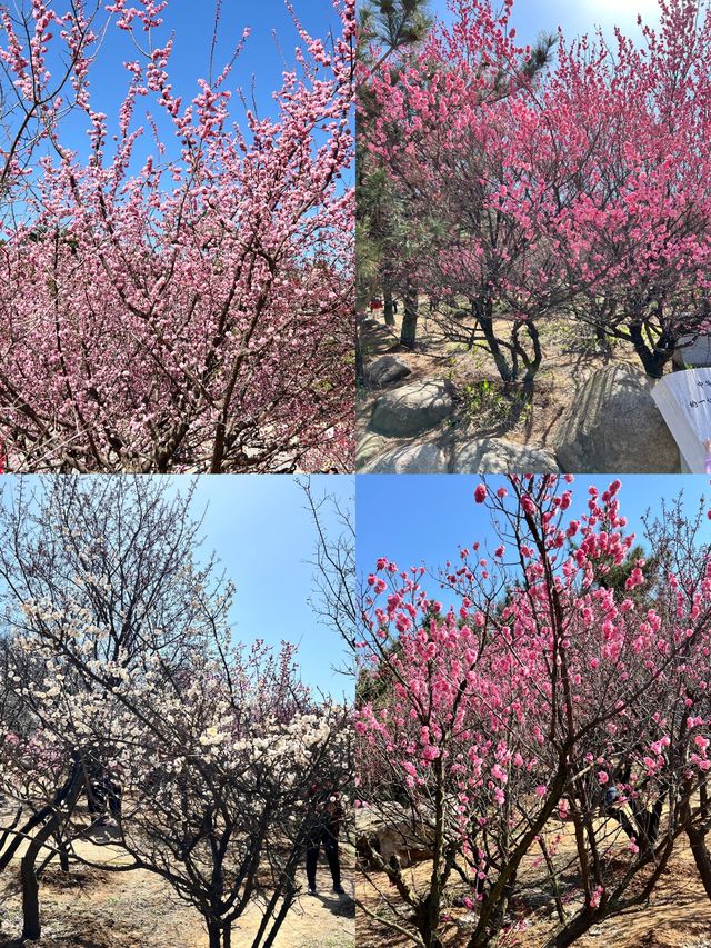 被追問無數次嘅煙台賞花攻略，春日必睇