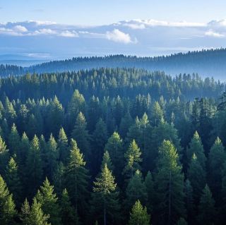 Tash, Switzerland: Exploring the Fischeret Forest