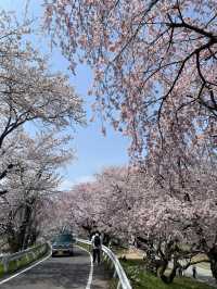 🌸名古屋周邊追櫻攻略，輕鬆get絕美花海