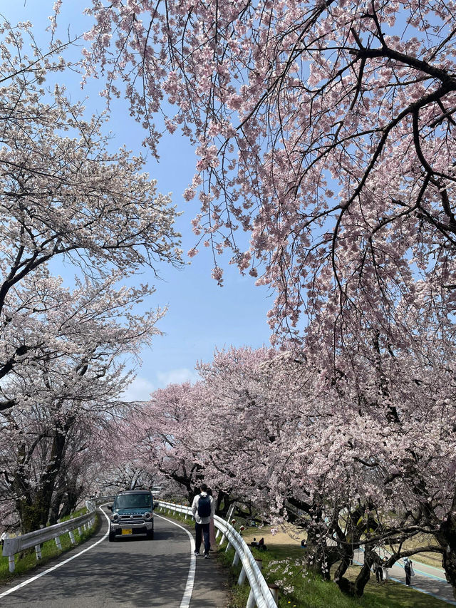 🌸名古屋周邊追櫻攻略，輕鬆get絕美花海
