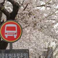3到4月嘅韓國櫻花季🌸 直接封神，唔接受反駁❗️