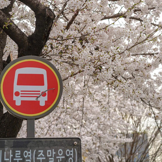 3到4月嘅韓國櫻花季🌸 直接封神，唔接受反駁❗️